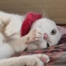 DonnaMiHeso@raniapro profil fotoğrafı