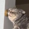 Анти-Тревожный Банан's profile picture