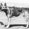 The German Shepherd ⚡'s profile picture