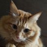 かっぱ profil fotoğrafı