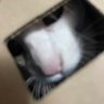 Belu profil fotoğrafı