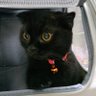 Kuroro.🐱 profil fotoğrafı