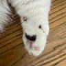 Yuan profil fotoğrafı
