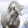 Debbie ᑳᑫᓯᒧᑐᑕᐁ's profile picture