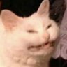 Profilbild von Gizmo84