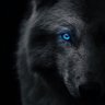 ابوبكر profil fotoğrafı