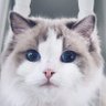 Profilbild von Cae BSKY@magicaegirl.com