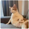 Profilbild von Woke Cat