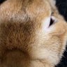 うさ吉 的头像