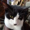 meowneko's profile picture