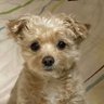 かつや's profile picture