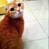 ハヤブサちゃぴ 的头像
