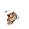 ねこが好き 的头像