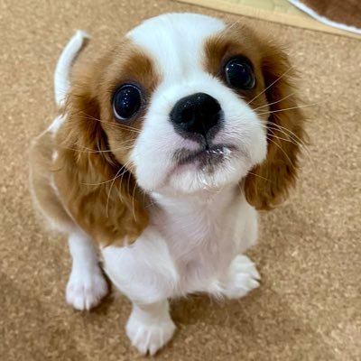 まる's profile picture