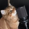 Nicon profil fotoğrafı