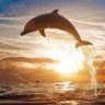 Dolphin Fly's profile picture