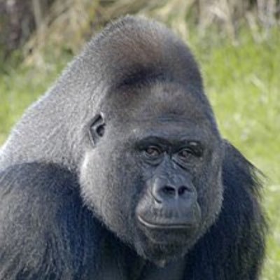 GorillaJuice813's profile picture