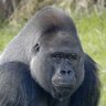 GorillaJuiceGod 的头像