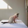 ツムギ 的头像