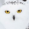 Azerty's profile picture