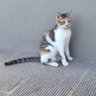 Mumma 🐶🐱 profil fotoğrafı