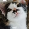 Mayomjaa's profile picture