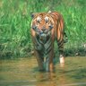 Фото профиля Anilkumar Bhatt