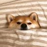 hshsgsg's profile picture