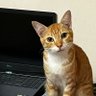 Meetali's profile picture