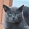 SHOGUNMOON00999's profile picture