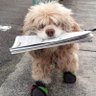 政宗(わんこ) profil fotoğrafı