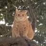 BRCA1 profil fotoğrafı