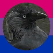 Corvids Daily's profile picture