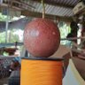 Фото профиля นอ หนู ปอ ปลา