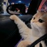 忘川顾尘's profile picture