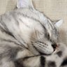 老衲推特 profil fotoğrafı