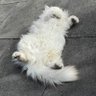 IzzyRascal 的头像