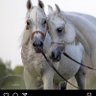 🇰🇼🇬🇧 profil fotoğrafı