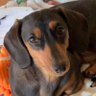 Profilbild von Saf
