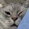 オレオくん profil fotoğrafı