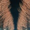 猫またぎネコ 的头像