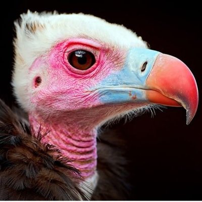 The Bird's profile picture
