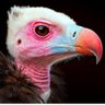 The Bird ็ๅคดๅ