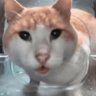 Manjuancho's profile picture