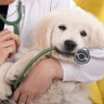 Veterinarian's profile picture