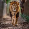 Casa Lion profil fotoğrafı