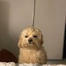 ucày's profile picture
