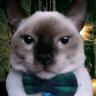 Profilbild von bababooeey