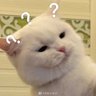 Ka profil fotoğrafı