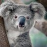 Stacey 🇵🇸 🇦🇺 profil fotoğrafı